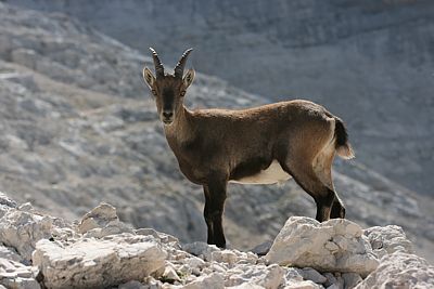 Clicca per allargare la foto