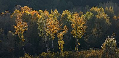 Clicca per allargare la foto