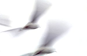 Clicca per allargare la foto
