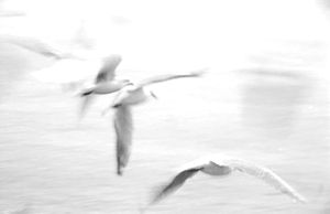 Clicca per allargare la foto