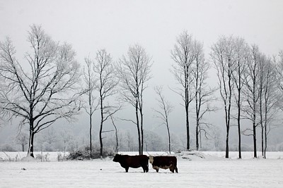 Clicca per allargare la foto